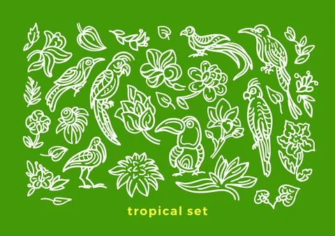 Vector set of wild tropical bird, nature leaf, flower in bloom. Art sketch il Stock Illustration