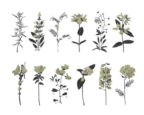 Vector set of wildflowers isolated on white background. Stock Illustration