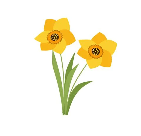 Vector set of yellow daffodils isolated on white background. Early spring gar イラスト素材