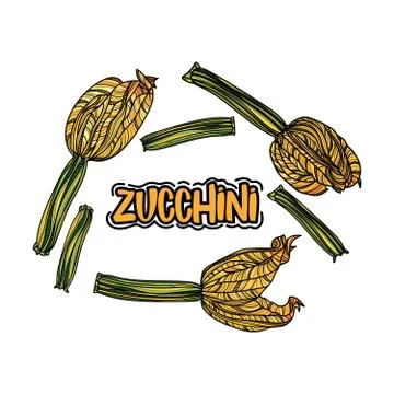 Vector set with zucchini. Stock Illustration