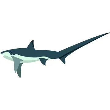 Vector shark with long sharp tail illustration Stock Illustration