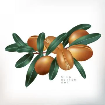 Vector Shea Butter Nuts with Leaves Illustration in White Background Stock Illustration