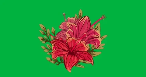 Vector showing hibiscus blooms on clear background with green leaves yellow Stock Footage 317479524