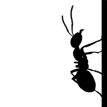 Vector silhouette of ant walking on wall on white background. Symbol of annoy Illustration