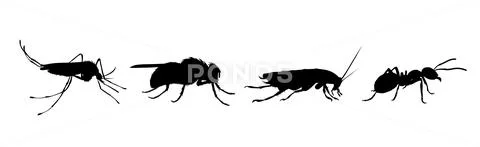Vector silhouette of collection of insect on a white background. Symbol ...
