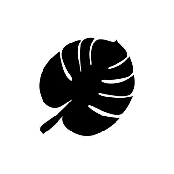 Vector silhouette of exotic monstera leaf closeup isolated. Stock Illustration
