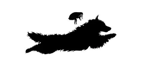 Vector silhouette of flea and dog on a white background. Symbol of parasites. Stock-Illustration