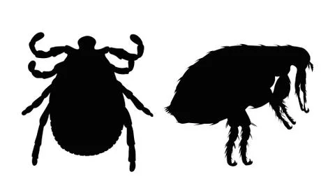 Vector silhouette of flea and tick on a white background. Symbol of parasites Stock-Illustration