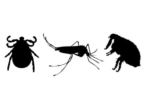 Vector silhouette of flea, thic and mosquito on a white background. Symbol of 스톡 일러스트