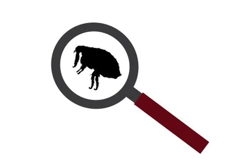 Vector silhouette of flea under magnifying glass on white background. Symbol  イラスト素材