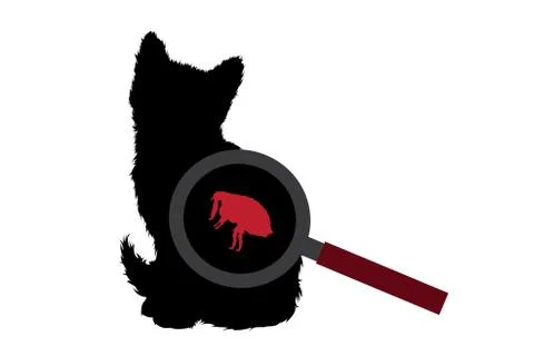 Vector silhouette of flea under magnifying glass sitting on cat on white back Stock Illustration