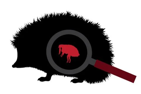 Vector silhouette of flea under magnifying glass sitting on hedgehog on white Stock Illustration