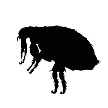 Vector silhouette of flea on a white background. Symbol of parasites. Stock Illustration