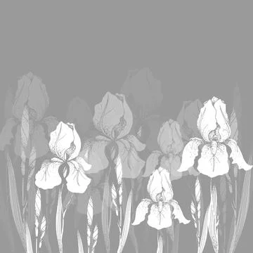 Vector silhouette of a flower, iris, white color, isolated on gray background Illustrazione stock