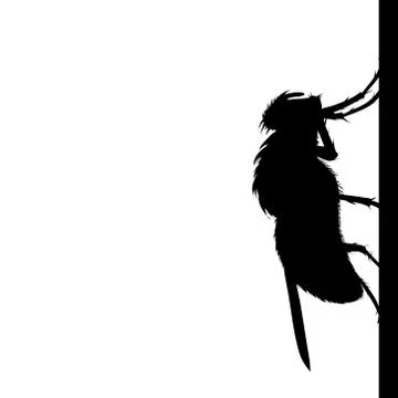 Vector silhouette of fly sitting on wall on white background. Symbol of annoy Stock Illustration
