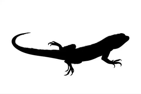 Vector silhouette of lizard on white background. Symbol of animal. Stock Illustration