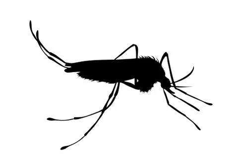 Vector silhouette of mosquito on white background. Symbol of insect, danger,  イラスト素材