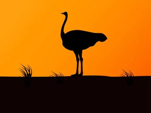 Vector silhouette ostrich on background of sunset Illustrazione stock