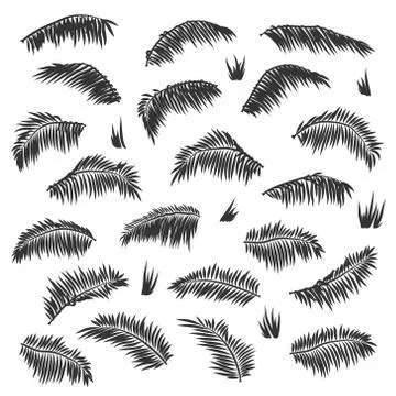 Vector silhouette palm leaves set isolated Stock Illustration