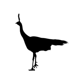 Vector silhouette of pheasant isolated on white background. Template for design Stock Illustration