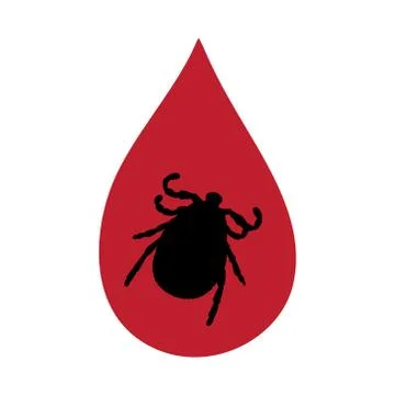 Vector silhouette of tick inside drop of blood on white background. Symbol of Stock Illustration
