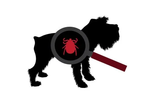 Vector silhouette of tick under magnifying glass sitting on dog on white back Illustration