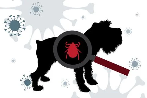 Vector silhouette of tick under magnifying glass sitting on dog on background Illustration