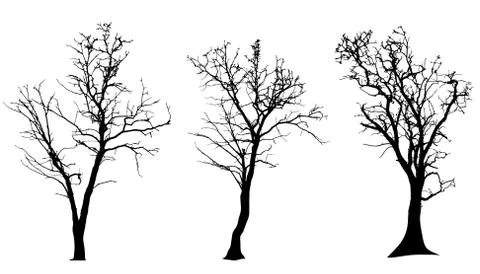 Vector silhouette of tree. Stock Illustration