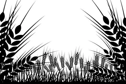 Vector silhouette of wheat. Wheat in the field on a white background Stock Illustration