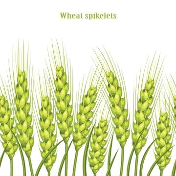 Vector silhouette of wheat. Wheat in the field on a white background Stock Illustration