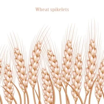 Vector silhouette of wheat. Wheat in the field on a white background Stock Illustration