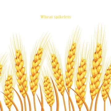Vector silhouette of wheat. Wheat in the field on a white background イラスト素材