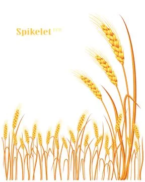 Vector silhouette of wheat. Wheat in the field on a white background Stock Illustration