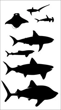 Vector silhouettes of various shark species on a white background Stock Illustration