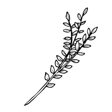 Vector simple Branch. Plant in doodle style painted by black ink. Botanical Stock Illustration
