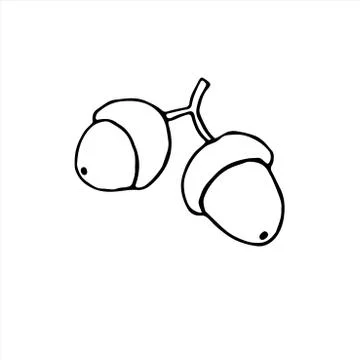 Vector simple hand drawn illustration of a acorn isolated on white background Stock Illustration