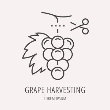 Vector Simple Logo Template Wine Harvesting Stock Illustration