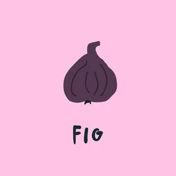 Vector simplified fig drawing, handwritten word Illustrazione stock