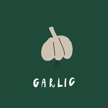 Vector simplified garlic drawing, handwritten word Stock Illustration