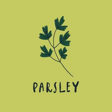 Vector simplified parsley drawing, handwritten word Illustrazione stock