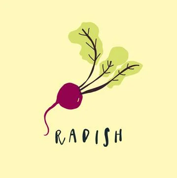 Vector simplified radish drawing, handwritten word Stock Illustration