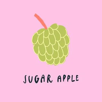 Vector simplified sugar apple drawing, handwritten word Stock Illustration