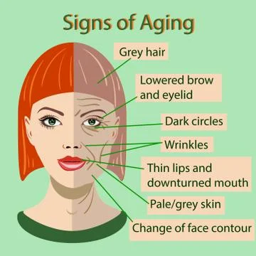Vector sing of aging face with two types of skin, young and old Stock Illustration