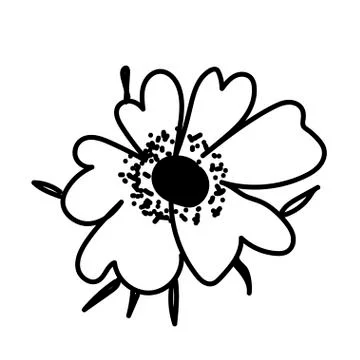 Vector single Anemone. Botanical illustration doodle black line Stock Illustration