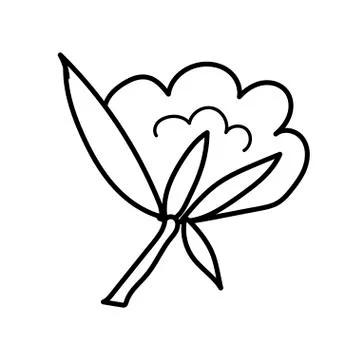 Vector single cotton. Ecological illustration doodle black line on Stock Illustration
