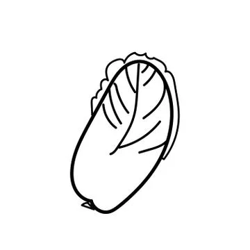 Vector single eco chinese cabbage. Ecological illustration doodle Stock Illustration