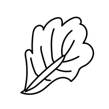 Vector single eco lettuce leaf. Ecological illustration doodle black Stock Illustration