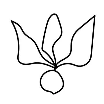Vector single eco radish. Ecological illustration doodle black line Stock Illustration