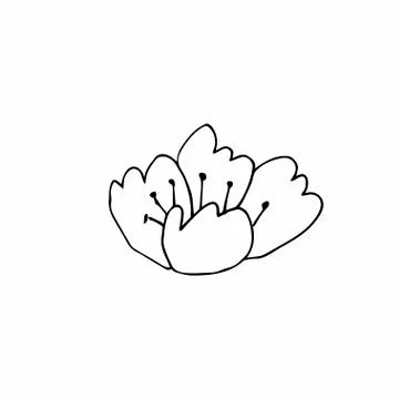Vector single flower hand drawn. A simple illustration of a doodle Stock Illustration