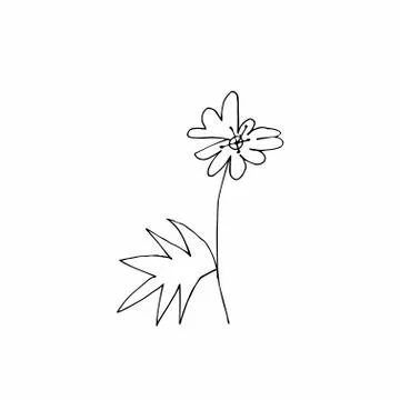 Vector single flower hand drawn. A simple illustration of a doodle Stock Illustration